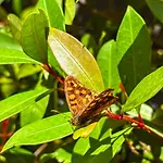 Quintinha Da Evangelina * Acafora