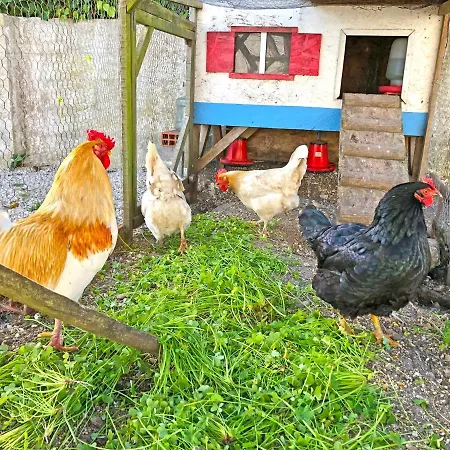 Quintinha Da Evangelina *