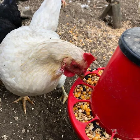 Quintinha Da Evangelina Acafora