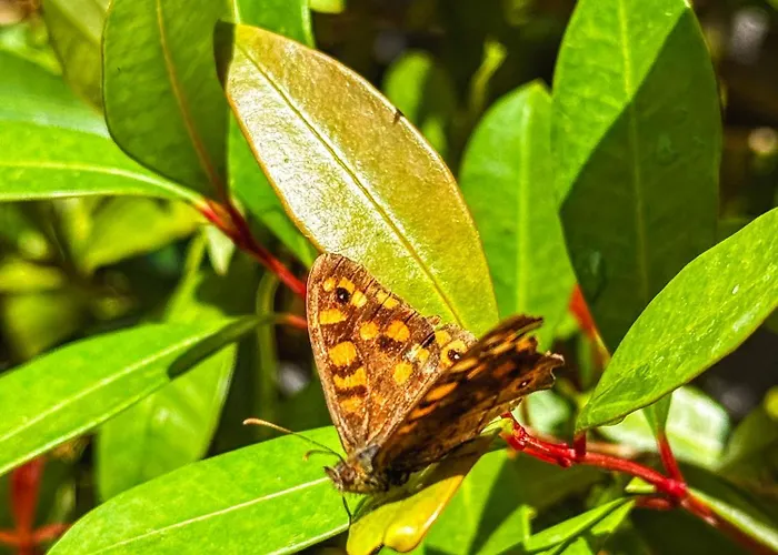 Quintinha Da Evangelina * Acafora